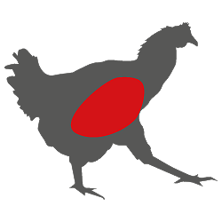 Geflügel - Brust Geflügel - Brust